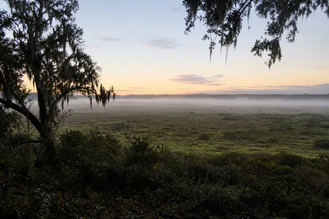 Paynes Prairie basin at dawn with thin ground fog and moss-draped live oaks at the rim