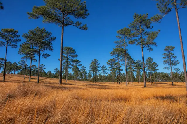 Longleaf pine sandhill with waist-high golden wiregrass under a deep blue autumn sky