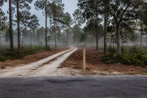 Fresh sand driveway curving through longleaf pine woods with mulched shoulders and morning ground fog