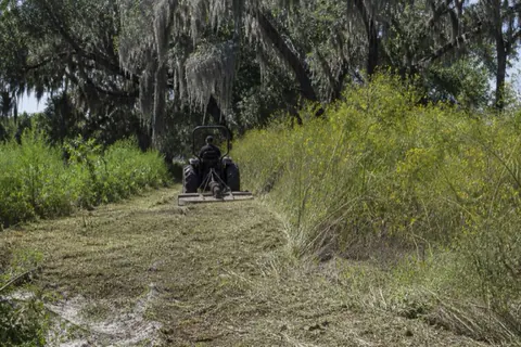 Compact tractor with bush hog mowing shoulder-high dog fennel along a moss-draped live oak hammock edge