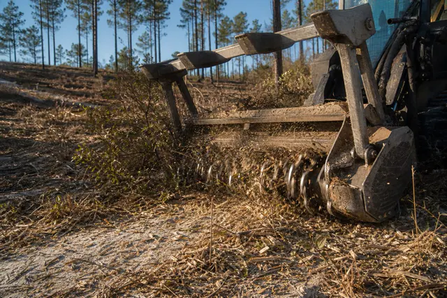 Mulcher head grinding scrub oak saplings with mature pines standing upslope