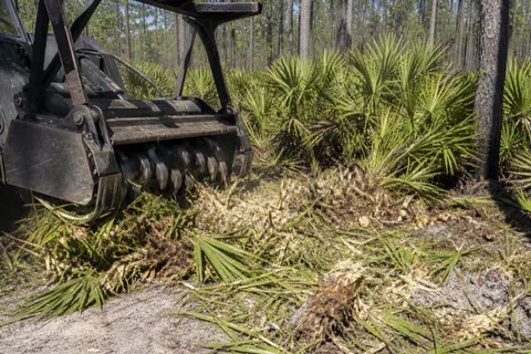 Mulcher teeth cutting through dense saw palmetto fans under slash pines at a flatwoods edge, shredded fronds in the foreground