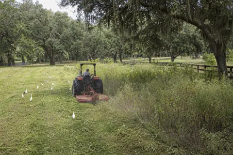 Tractor pulling a bush hog through chest-high fennel on a grown-over Micanopy-area pasture, moss-draped oaks and board fence at the field edge