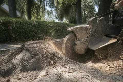 Stump grinder wheel cutting into a large laurel oak stump in a shaded Gainesville yard, chips spraying